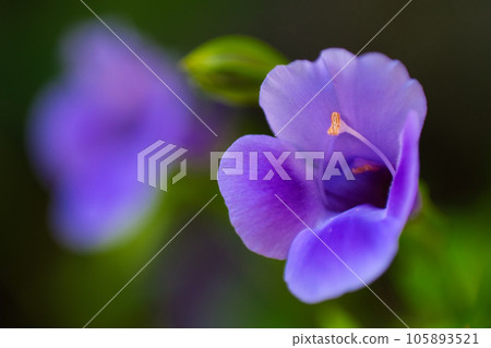Torenia Torenia 105893521