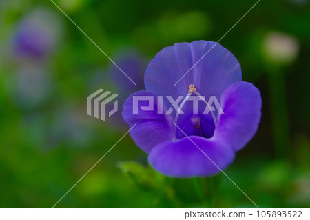 Torenia Torenia 105893522