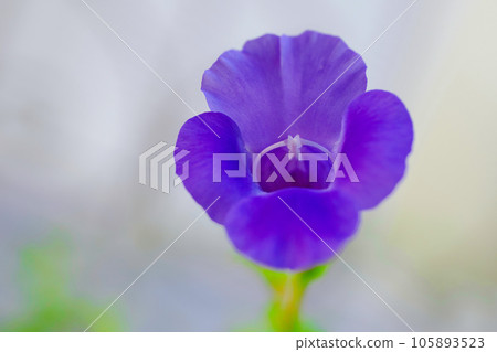 Torenia Torenia 105893523