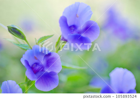 Torenia Torenia 105893524