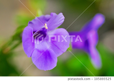 Torenia Torenia 105893525