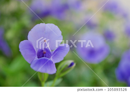 Torenia Torenia 105893526