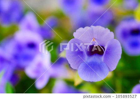 Torenia Torenia 105893527