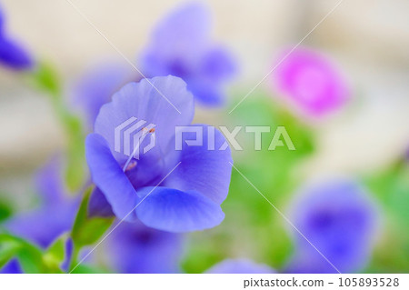 Torenia Torenia 105893528