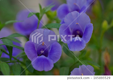 Torenia Torenia 105893529