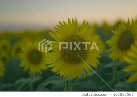 Sunflowers blooming beautifully towards the setting sun 105893565