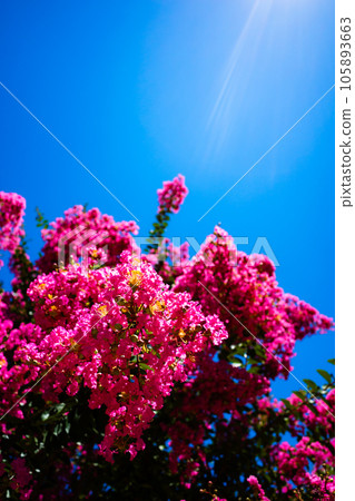The crape myrtle flowers that shine in the clear blue sky and the summer sunshine, the blurred background, and the high saturation contrast 105893663