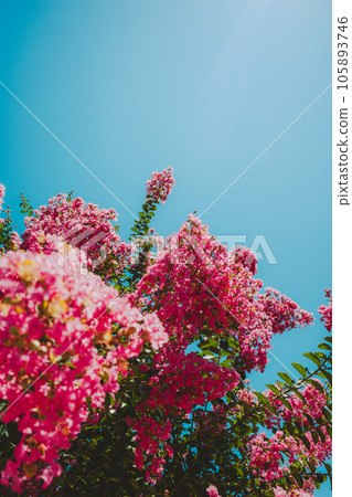 紫薇花在晴朗的藍天和夏日陽光的映襯下熠熠生輝 正面背景虛化,猶如電影般 紫薇花在晴朗的藍天和夏日陽光的映襯下熠熠生輝 正面背景虛化,猶如電影般 105893746