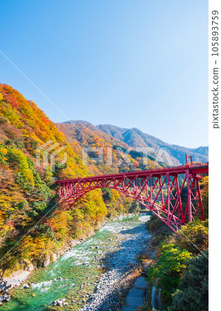 Kurobe Gorge in Autumn (Kurobe River and Shinyamabiko Bridge) 105893759