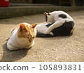Two stray cats relaxing on the roadside 105893831