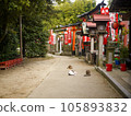 A stray cat relaxing at a shrine 105893832