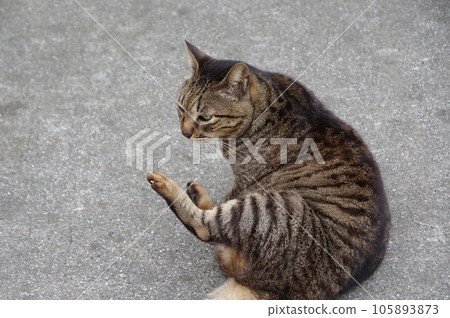 A cat looking up A cat looking up 105893873