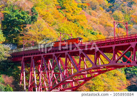Kurobe Gorge in Autumn: Torokko Train Running on Shinyamabiko Bridge 105893884