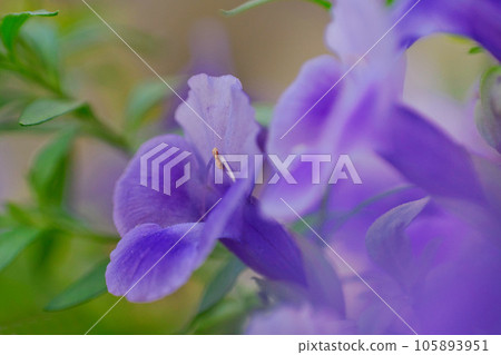 Torenia 105893951