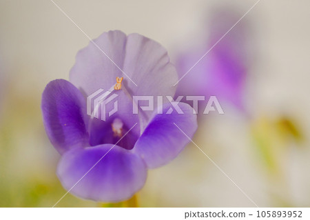 Torenia Torenia 105893952