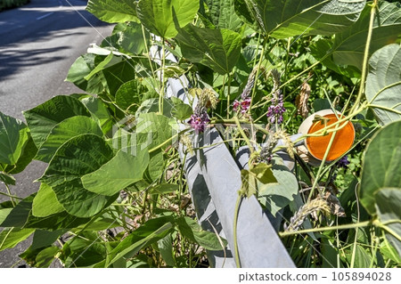 Kudzu flower and guardrail 105894028