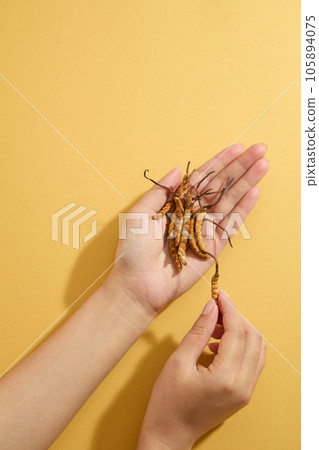 Two women's hands holding cordyceps in the palm on dark beige background. Advertising scene for product with ingredient from cordycep. Blank space for text and design 105894075