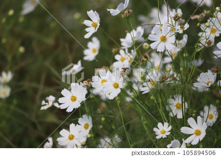 White cosmos flowers 105894506