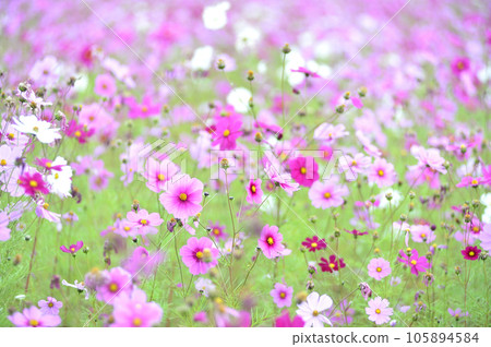 I saw a cosmos field someday I saw a cosmos field someday 105894584