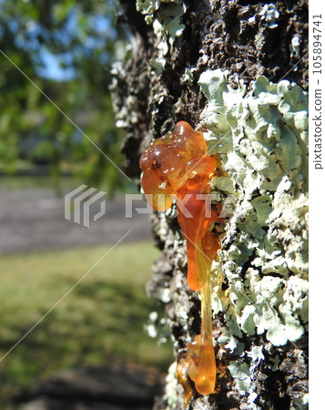 從垂枝櫻花樹幹滲出的汁液 從垂枝櫻花樹幹滲出的汁液 105894741