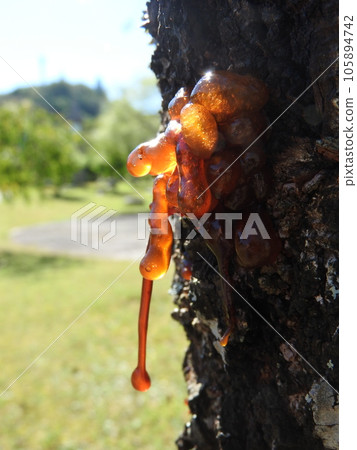 從垂枝櫻花樹幹滲出的汁液 從垂枝櫻花樹幹滲出的汁液 105894742