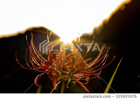 被落日照亮的群集孤挺花 被落日照亮的群集孤挺花 105895076