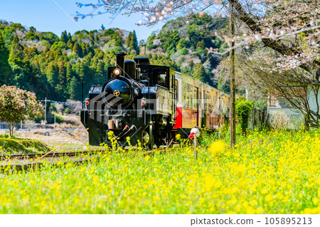 Kominato Railway in early spring Rape blossoms and Satoyama trolley ~ Kazusa Okubo station ~ 105895213