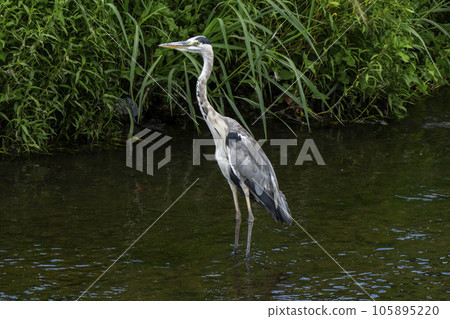 Gray heron in the wild river 105895220