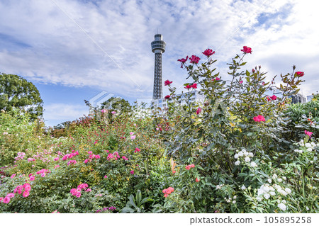 Red rose and Yokohama Marine Tower Red rose and Yokohama Marine Tower 105895258