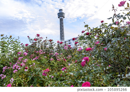 Red rose and Yokohama Marine Tower Red rose and Yokohama Marine Tower 105895266