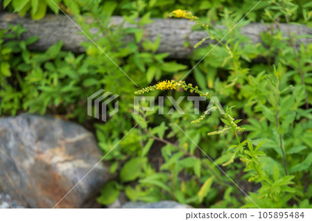 Yellow flowers with elongated spikes [Agrimony japonicus/Yashimagahara Wetland] Kirigamine, Nagano Prefecture 105895484