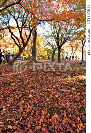 京都的紅葉景點散步 京都的紅葉景點散步 105895632