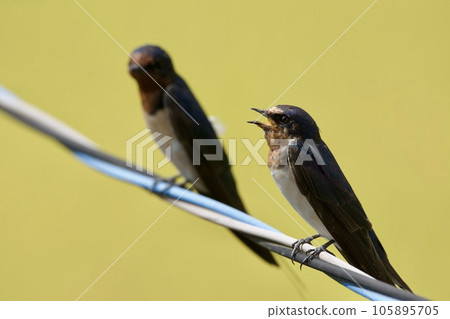 swallow / Japan 105895705
