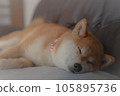 Shiba Inu小睡 105895736