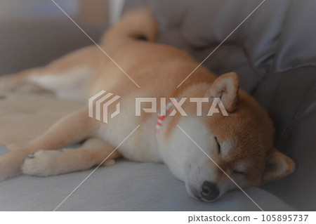 Shiba Inu放鬆 Shiba Inu放鬆 105895737