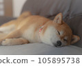 Shiba Inu小睡 105895738