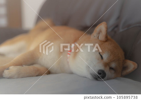 Shiba Inu taking a nap Shiba Inu taking a nap 105895738