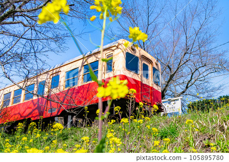 Kominato Railway in early spring Rape blossoms and diesel train ~Ikyu Station~ 105895780