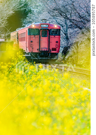 早春的小湊鐵道 油菜花和柴油列車～伊急站附近～ 105895787