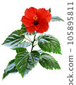 紅芙蓉花。透明圖像/PNG 105895811