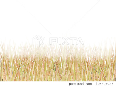 水彩畫金色稻穗背景框素材 105895927