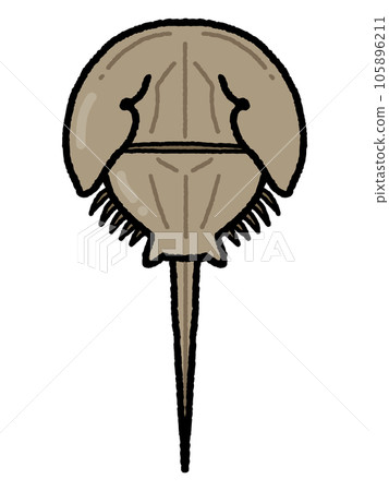 Horseshoe crab 105896211