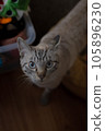 一隻貓盯著你 105896230