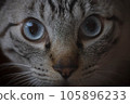 一隻貓盯著你 105896233