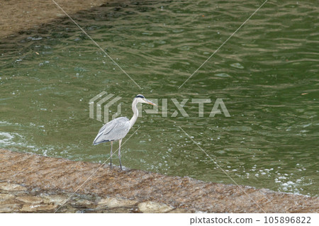 Gray heron catching fish in Hida Takayama Miya River 105896822