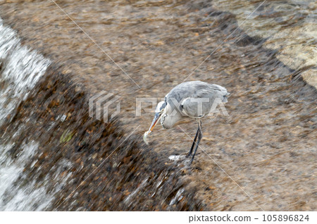 Gray heron catching fish in Hida Takayama Miya River Gray heron catching fish in Hida Takayama Miya River 105896824