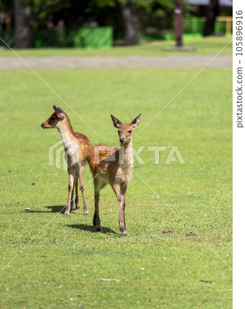 Friendly fawns in Nara Park 105896916