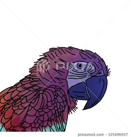 vector illustration of the bird vector illustration of the bird 105896937