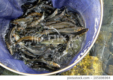 I caught a lot of beautiful sweetfish 105896964
