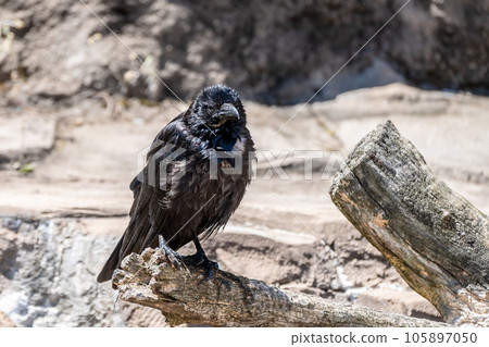 烏鴉(腐肉烏鴉) 烏鴉(腐肉烏鴉) 105897050
